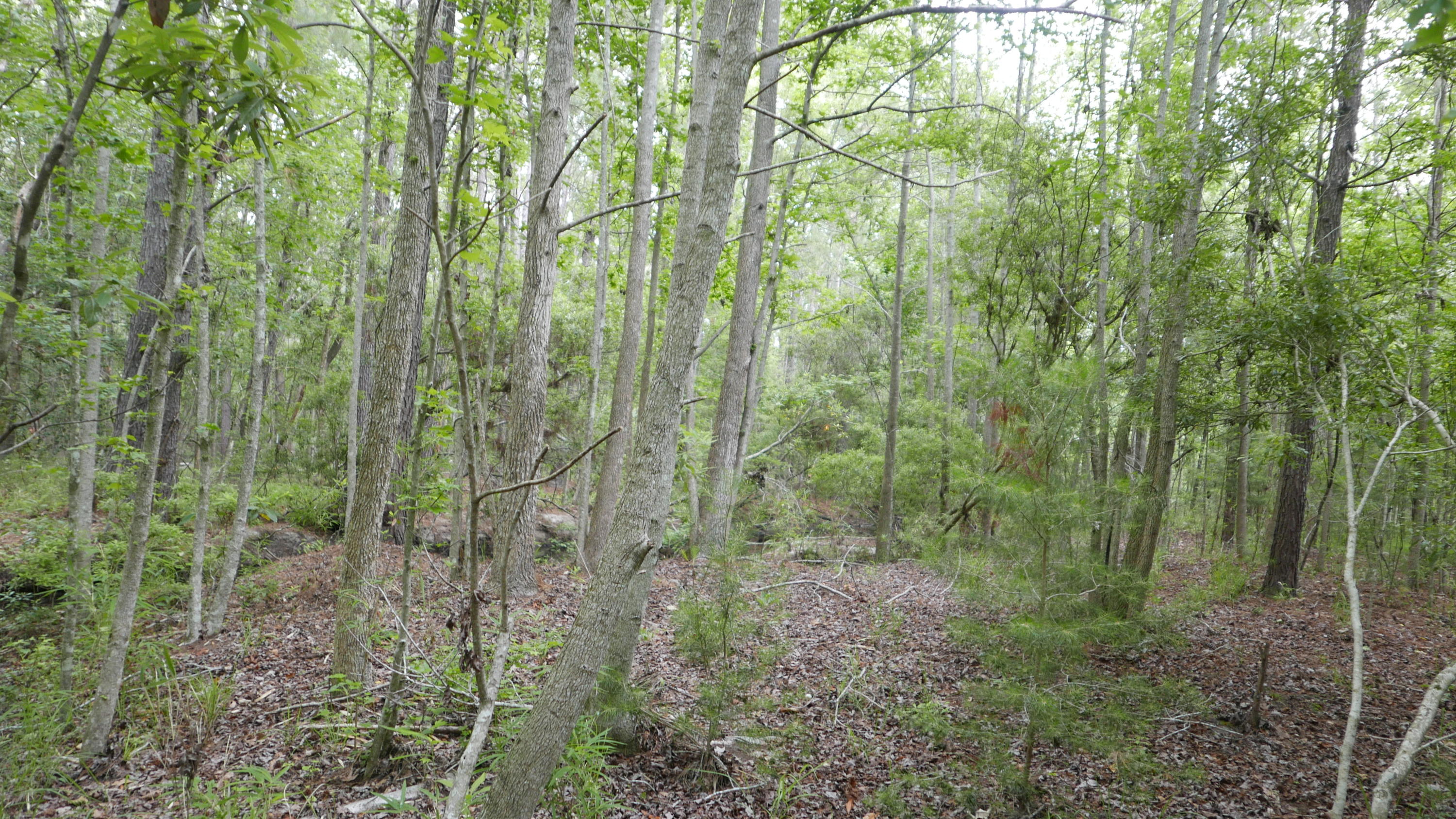 0 Kelsey's Mill Road Ravenel, SC 29470 - Photo 14 of 19 P1230468