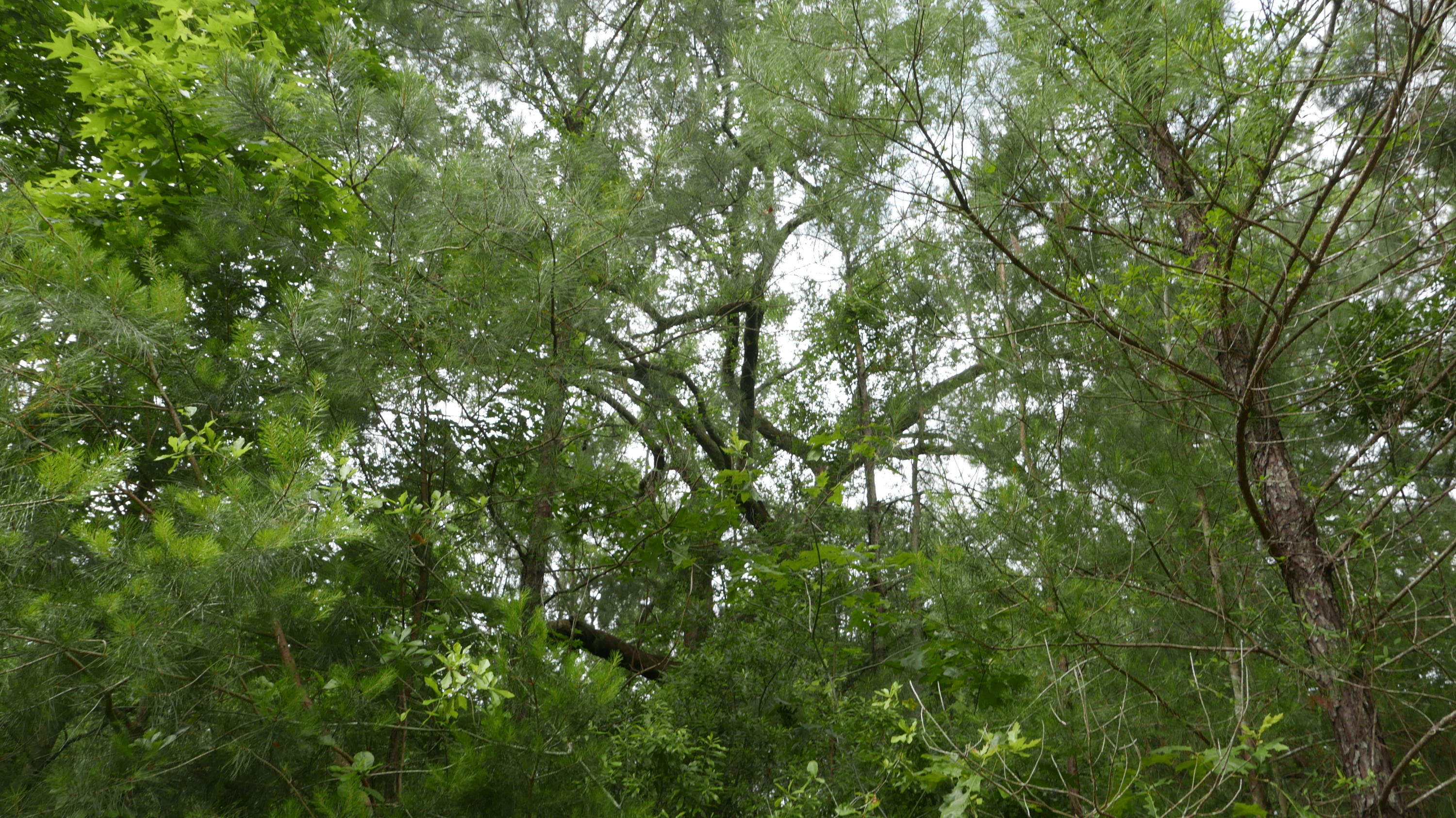 0 Kelsey's Mill Road Ravenel, SC 29470 - Photo 16 of 19 P1230470