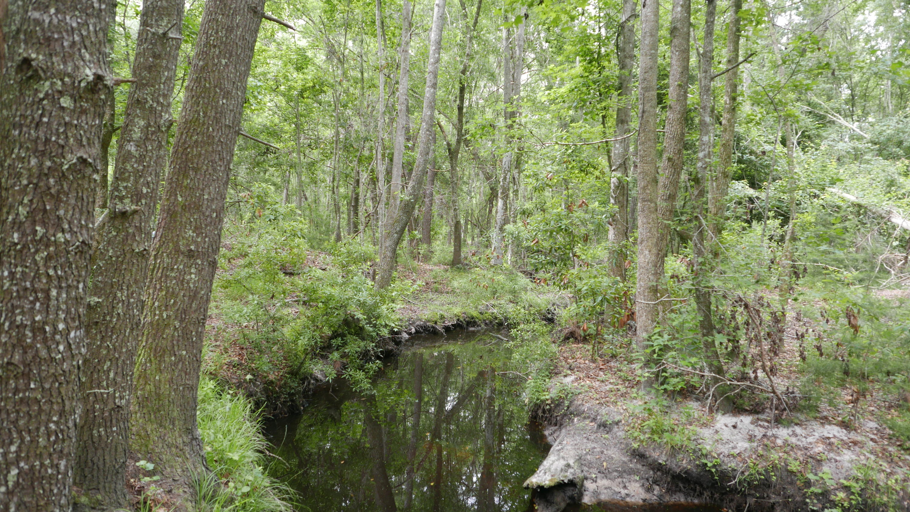 0 Kelsey's Mill Road Ravenel, SC 29470 - Photo 3 of 19 P1230466