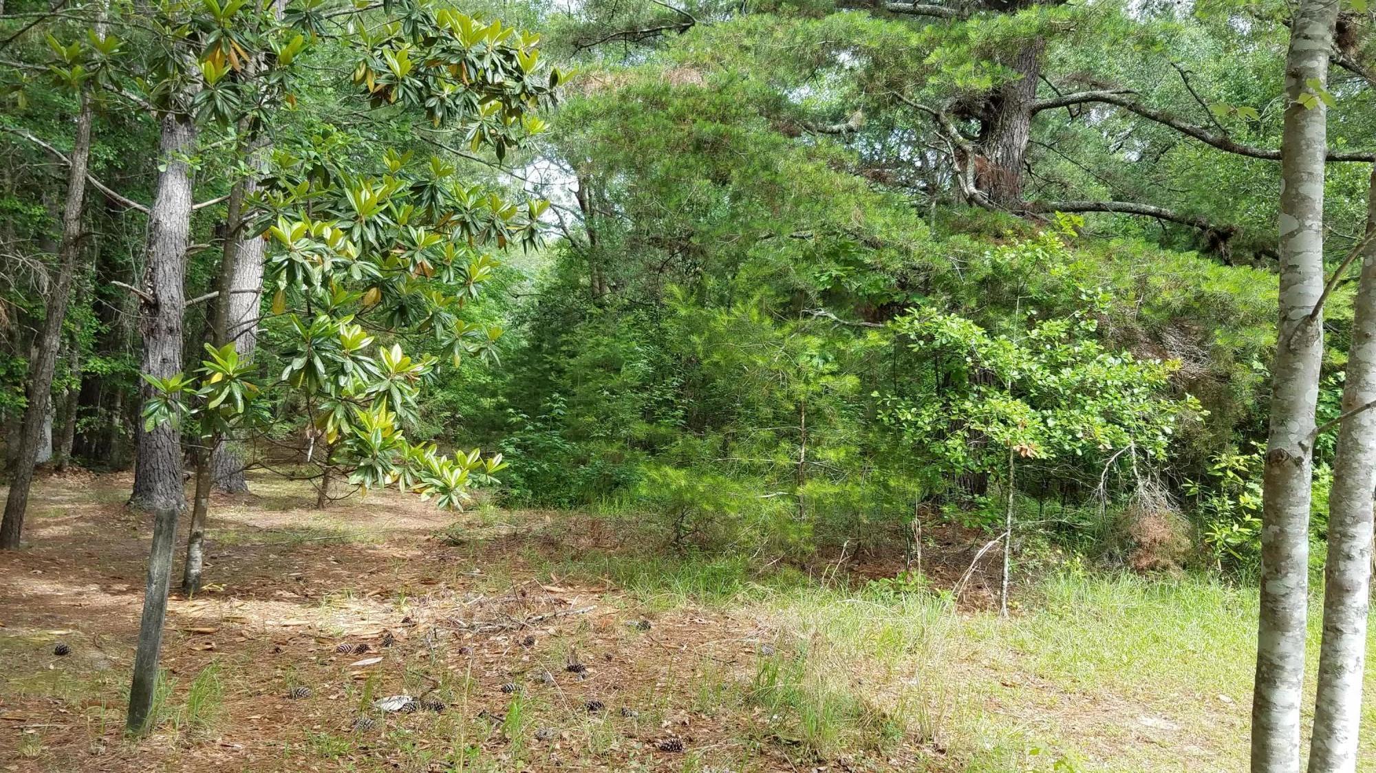 0 Kelsey's Mill Road Ravenel, SC 29470 - Photo 5 of 19 20170522_100443