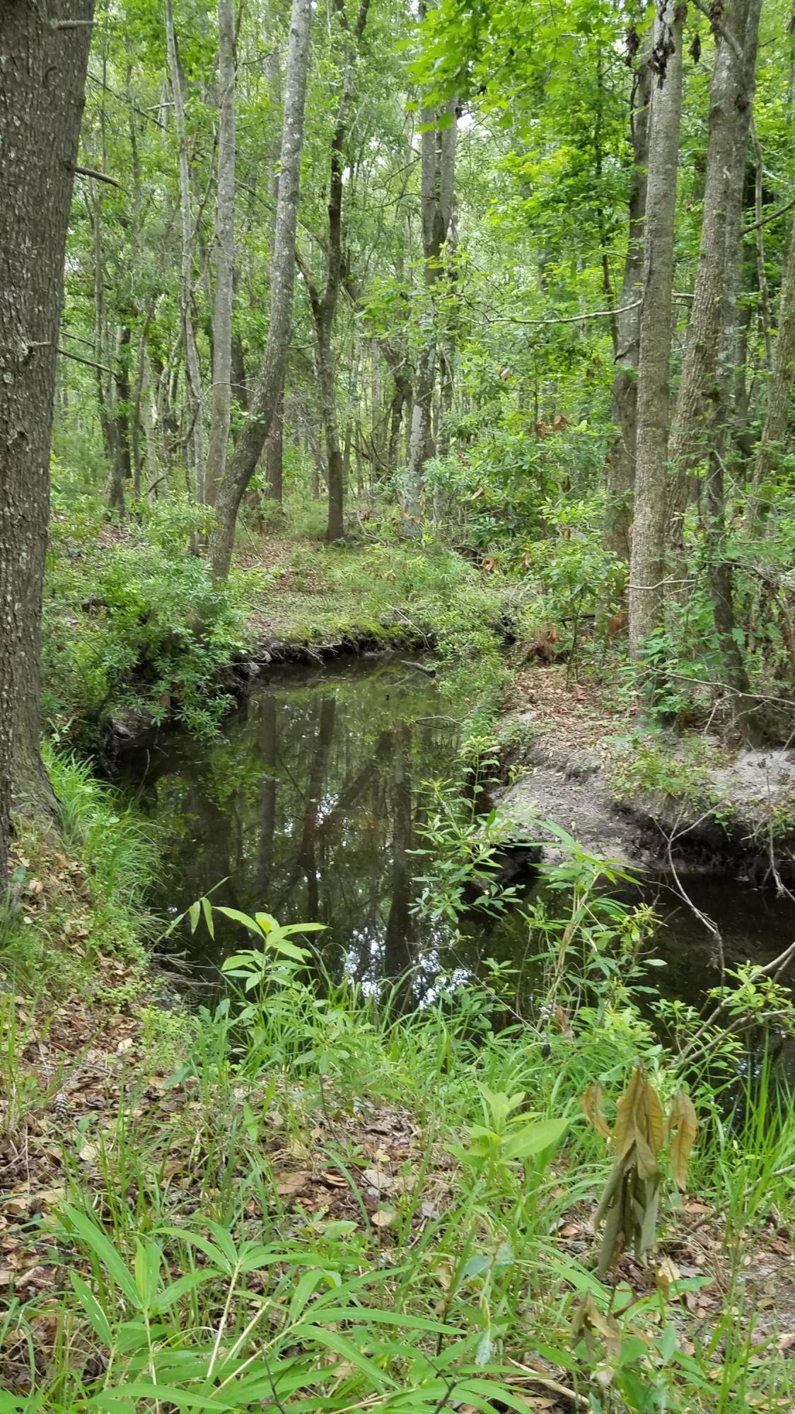 0 Kelsey's Mill Road Ravenel, SC 29470 - Photo 6 of 19 20170522_102023