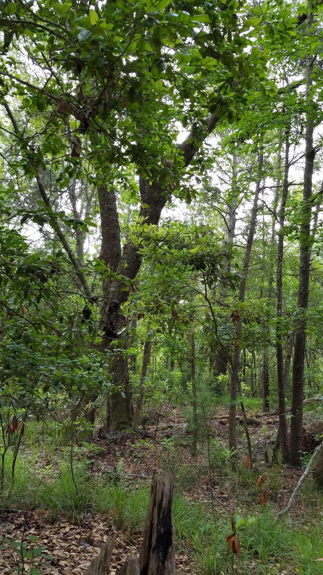 0 Kelsey's Mill Road Ravenel, SC 29470 - Photo 7 of 19 20170522_102041