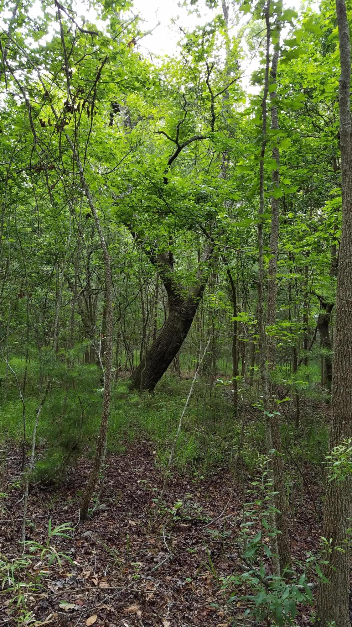 0 Kelsey's Mill Road Ravenel, SC 29470 - Photo 8 of 19 20170522_102437