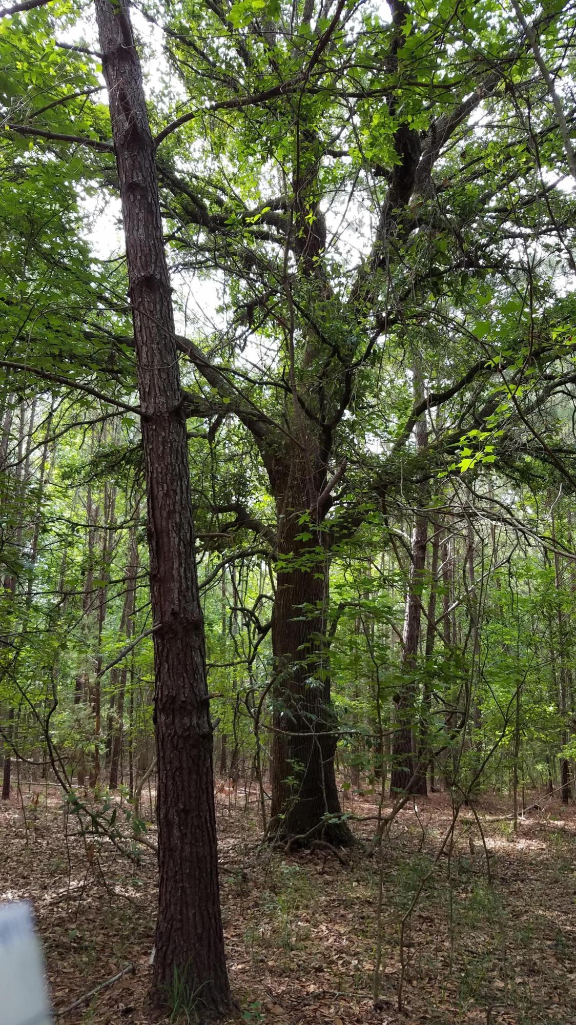 0 Kelsey's Mill Road Ravenel, SC 29470 - Photo 10 of 19 20170522_102923