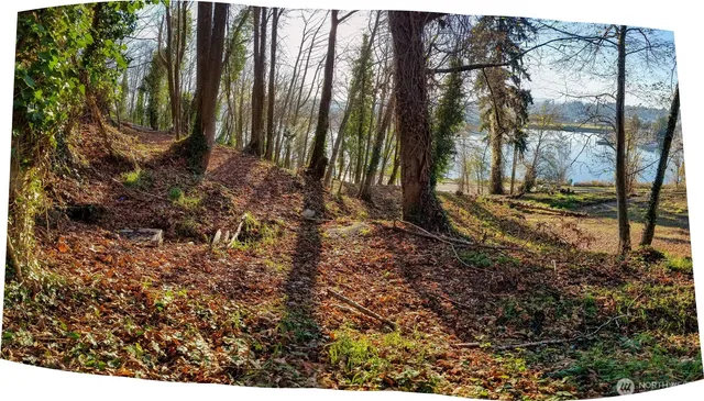 a view of a backyard with large trees