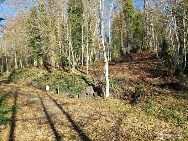 a view of a yard with plants