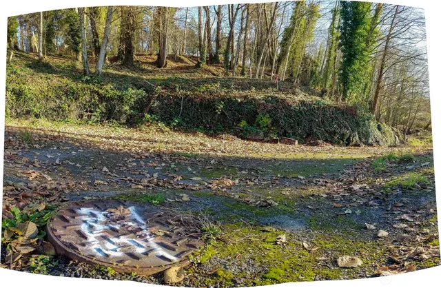 a view of a yard with plants