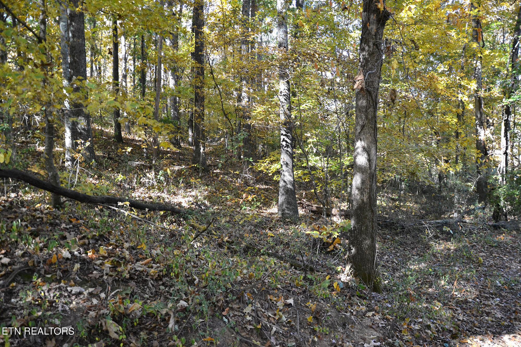 Tmg Road Sweetwater, TN 37874 - Photo 4 of 4 4