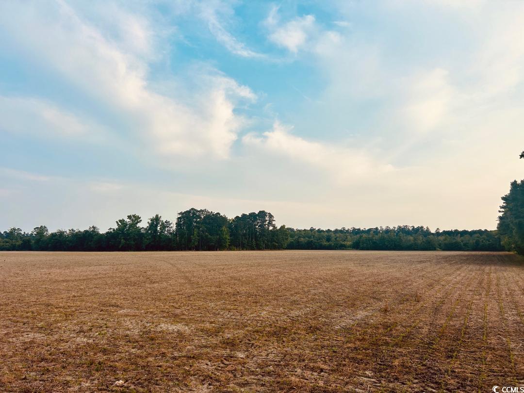 9 Highway 9 Nichols, SC 29581 - Photo 3 of 8