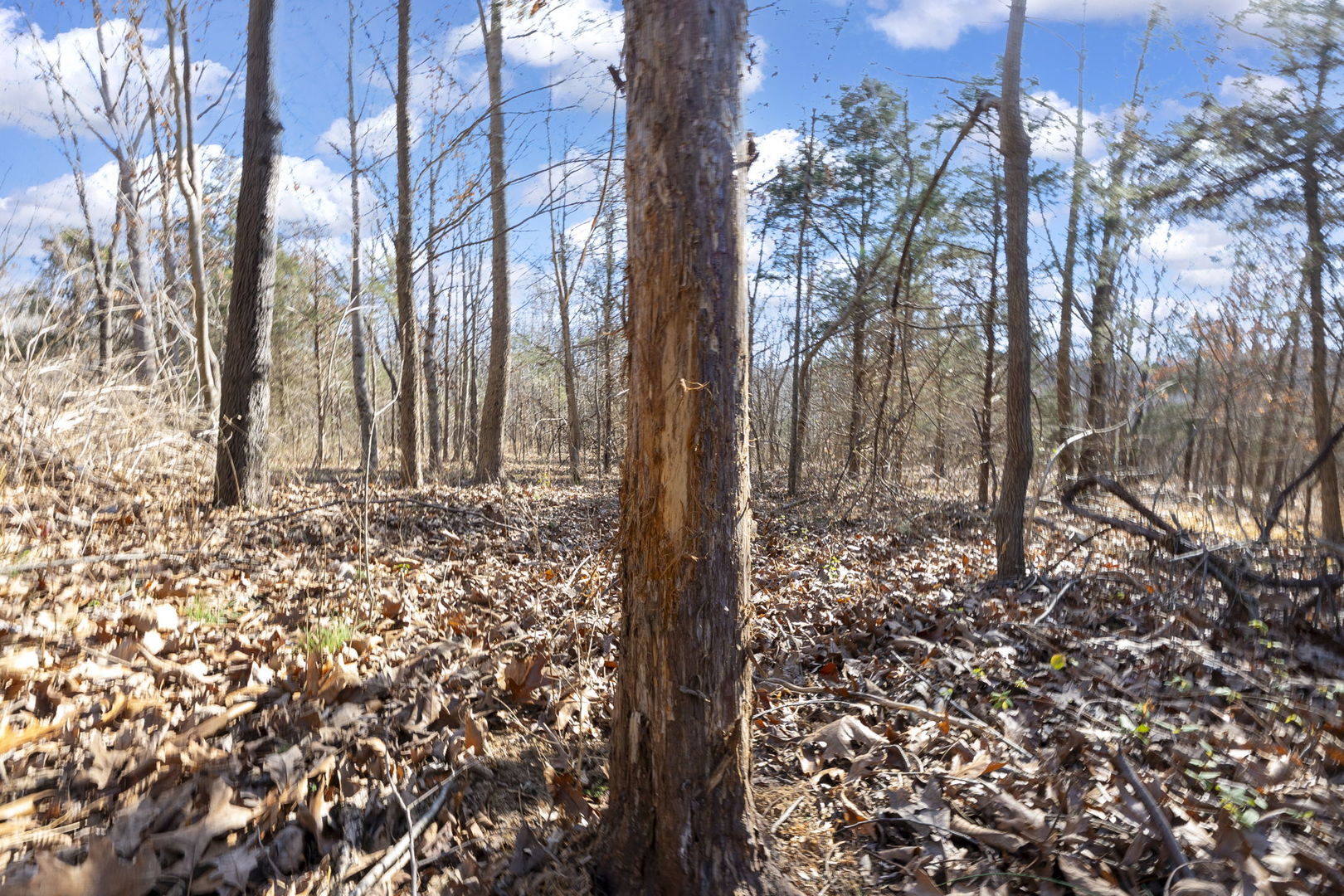 0 Wilderness Retreat Road Jonesboro, IL 62952 - Photo 74 of 89