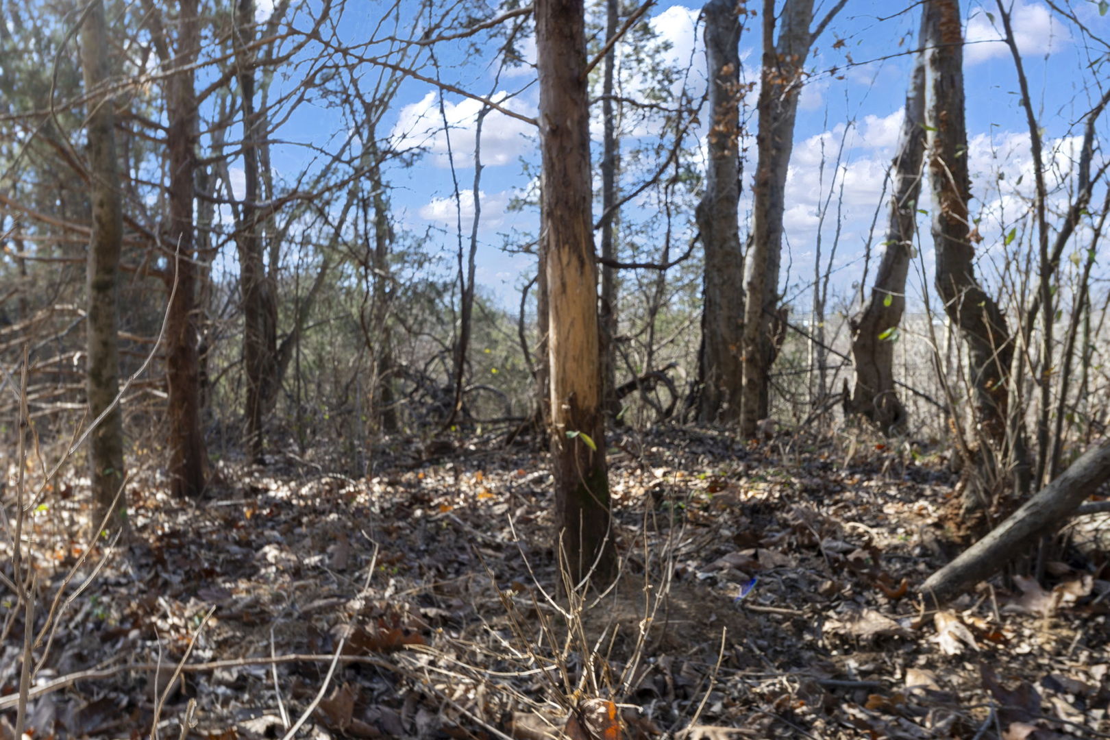 0 Wilderness Retreat Road Jonesboro, IL 62952 - Photo 75 of 89
