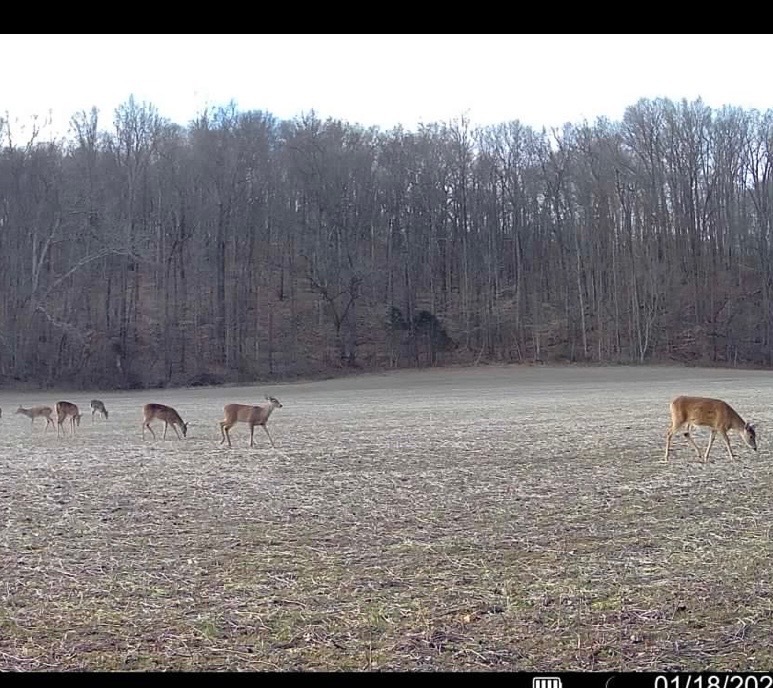 0 Wilderness Retreat Road Jonesboro, IL 62952 - Photo 83 of 89