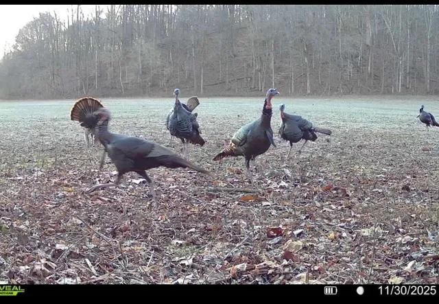 $1,852,500 | 0 Wilderness Retreat Road, Jonesboro, IL 62952