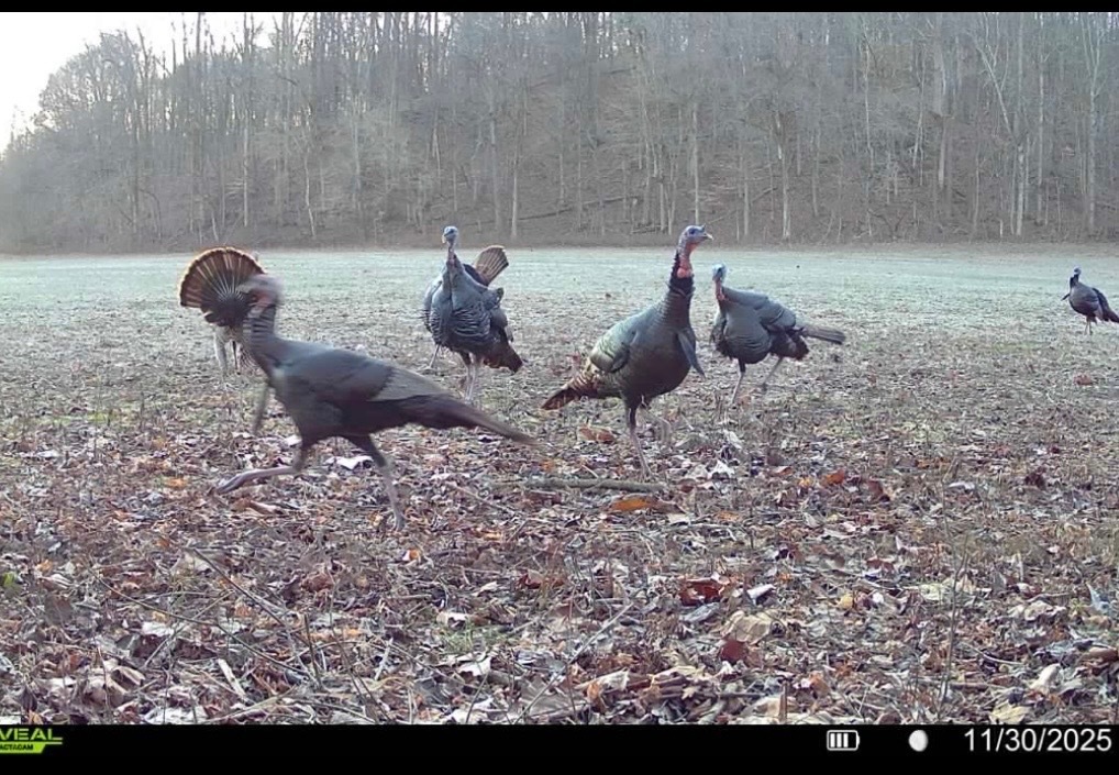 0 Wilderness Retreat Road Jonesboro, IL 62952 - Photo 84 of 89