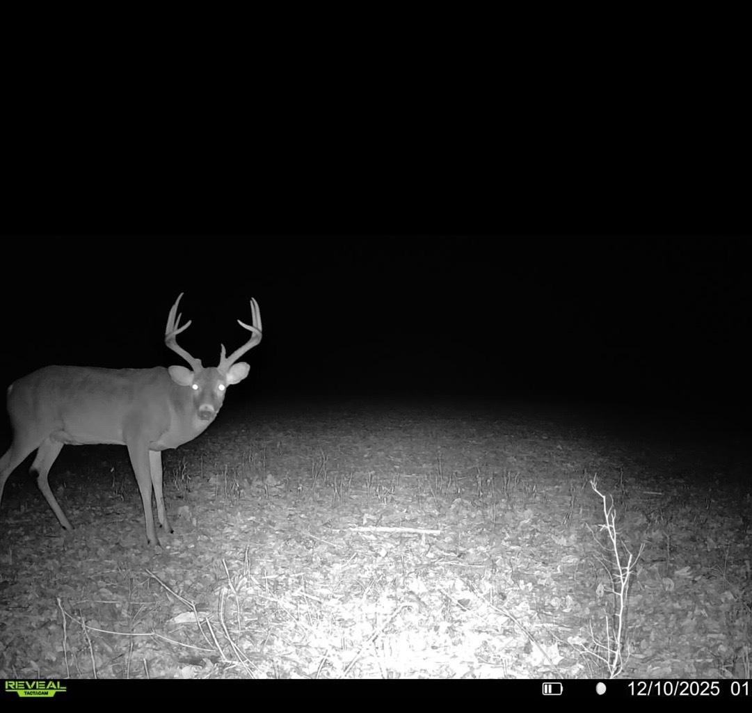 0 Wilderness Retreat Road Jonesboro, IL 62952 - Photo 85 of 89