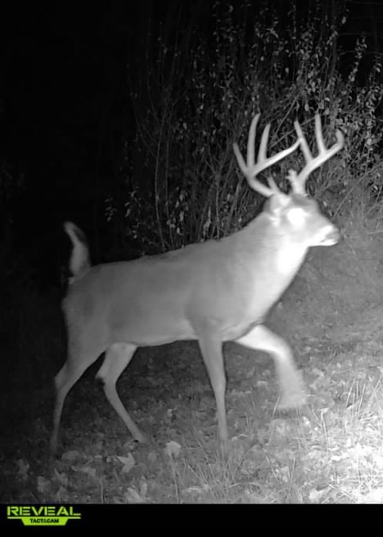 0 Wilderness Retreat Road Jonesboro, IL 62952 - Photo 86 of 89