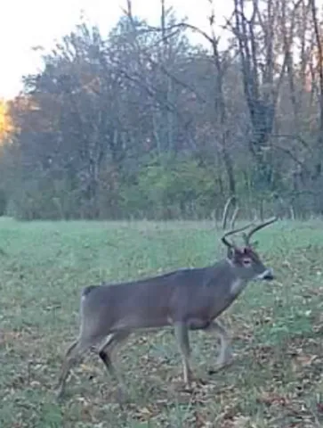 $1,852,500 | 0 Wilderness Retreat Road, Jonesboro, IL 62952