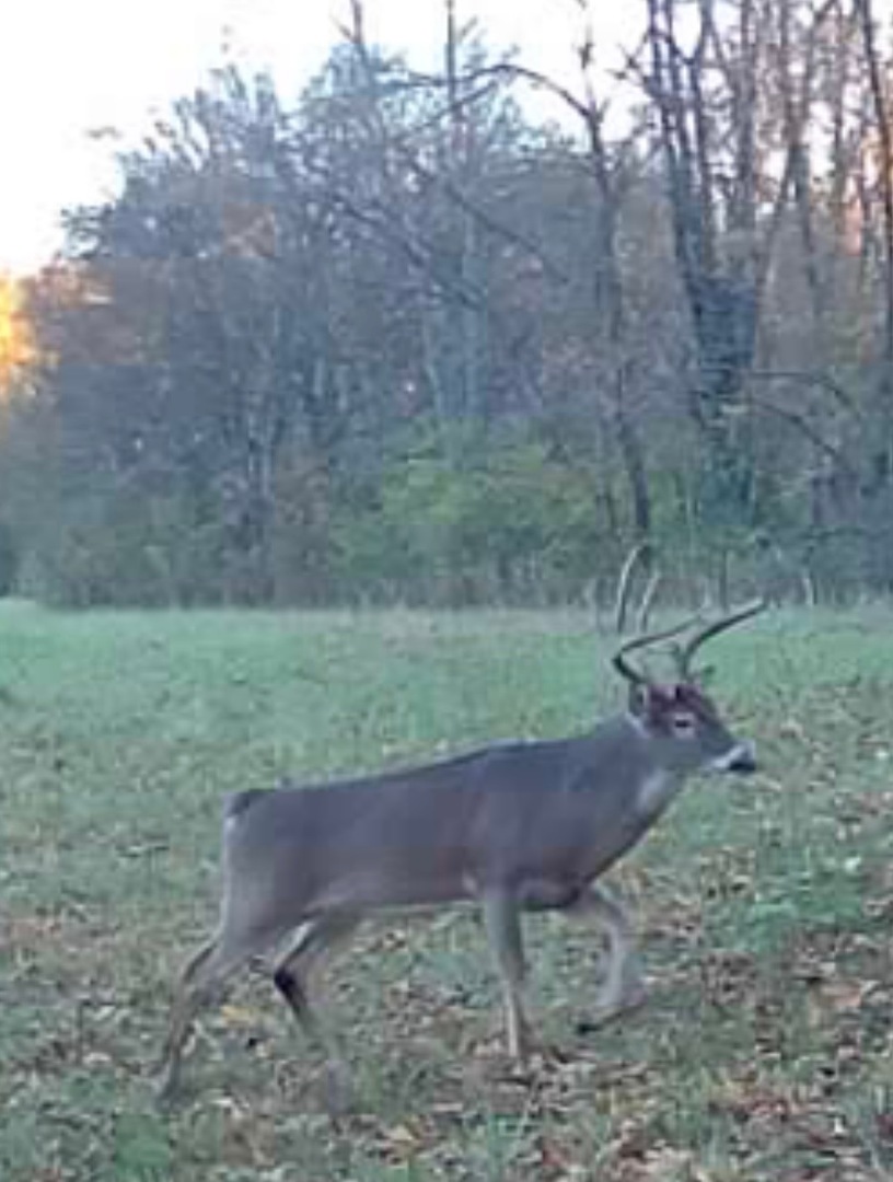 0 Wilderness Retreat Road Jonesboro, IL 62952 - Photo 87 of 89