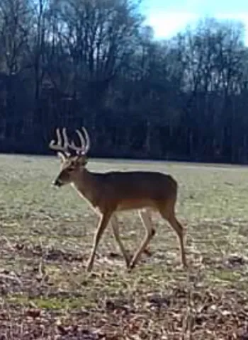 $1,852,500 | 0 Wilderness Retreat Road, Jonesboro, IL 62952