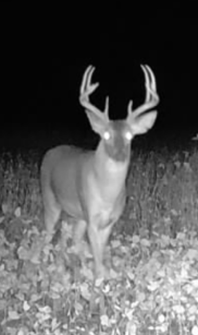 0 Wilderness Retreat Road Jonesboro, IL 62952 - Photo 89 of 89