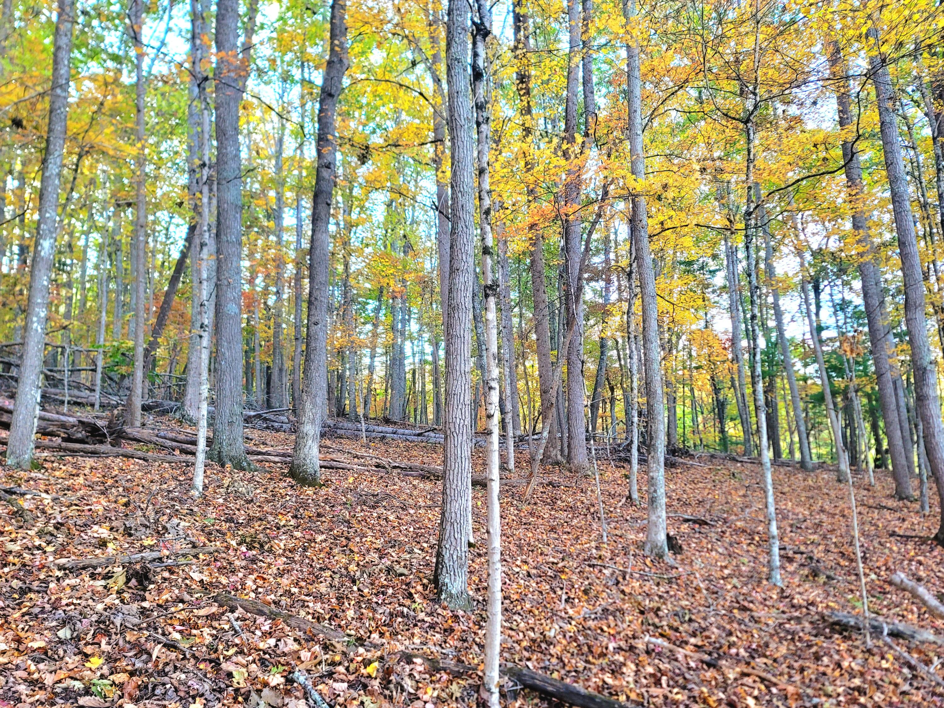 1308 Seminole Road Forest Hill, WV 24935 - Photo 25 of 39 Gallery Image 25