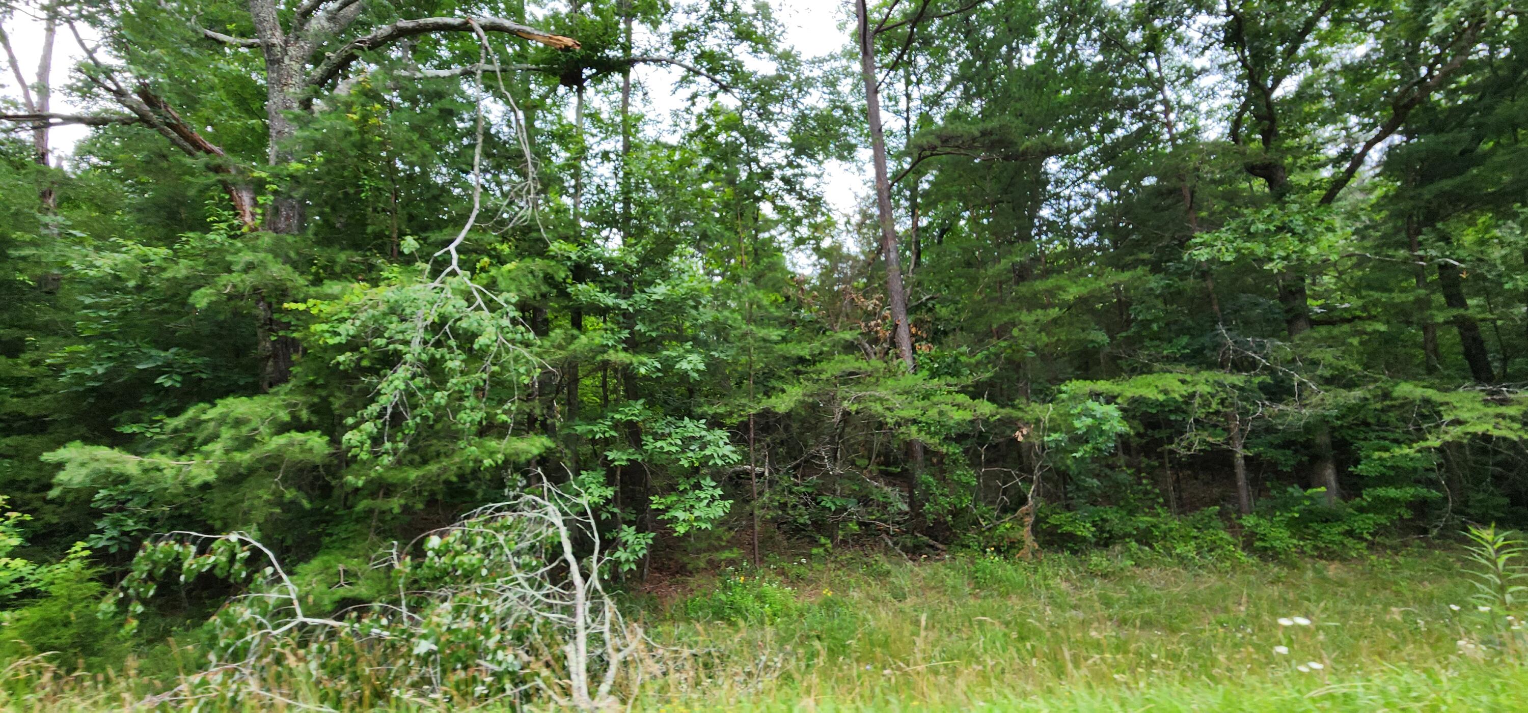 0 Sequatchie Mountain Road Sequatchie, TN 37374 - Photo 7 of 9 1000053938