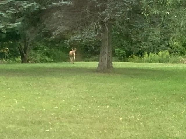 $469,900 | 14255 Myers Lake Avenue Northeast, Cedar Springs, MI 49319