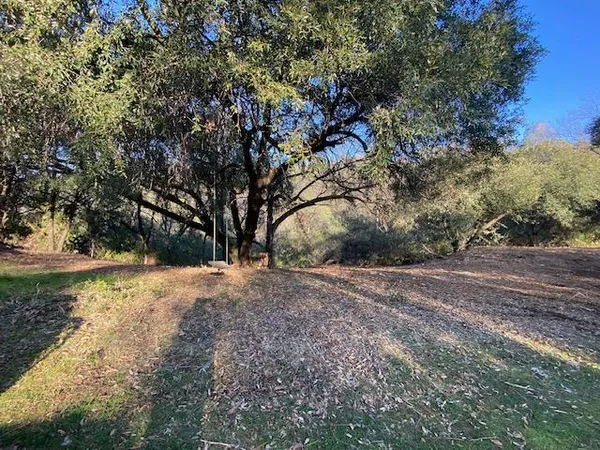 a view of a forest with trees