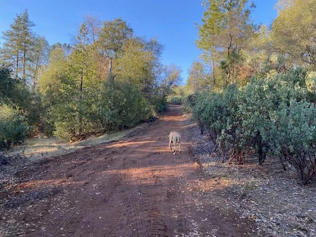 $169,000 | 0 Murphys Camp Road, Murphys, CA 95247