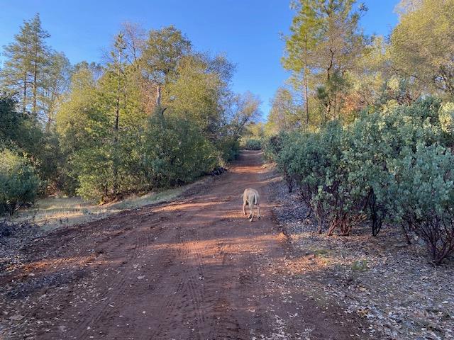 0 Murphys Camp Road Murphys, CA 95247 - Photo 12 of 35