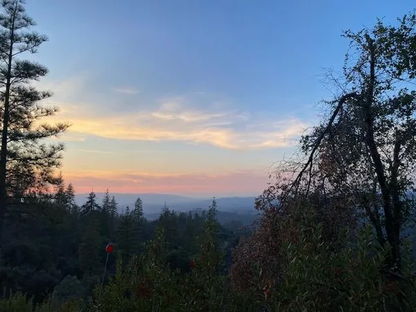 a view of a forest with trees in the background