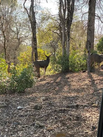 $169,000 | 0 Murphys Camp Road, Murphys, CA 95247