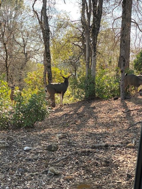0 Murphys Camp Road Murphys, CA 95247 - Photo 22 of 35