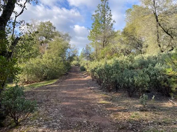 a view of dirt yard with a large tree