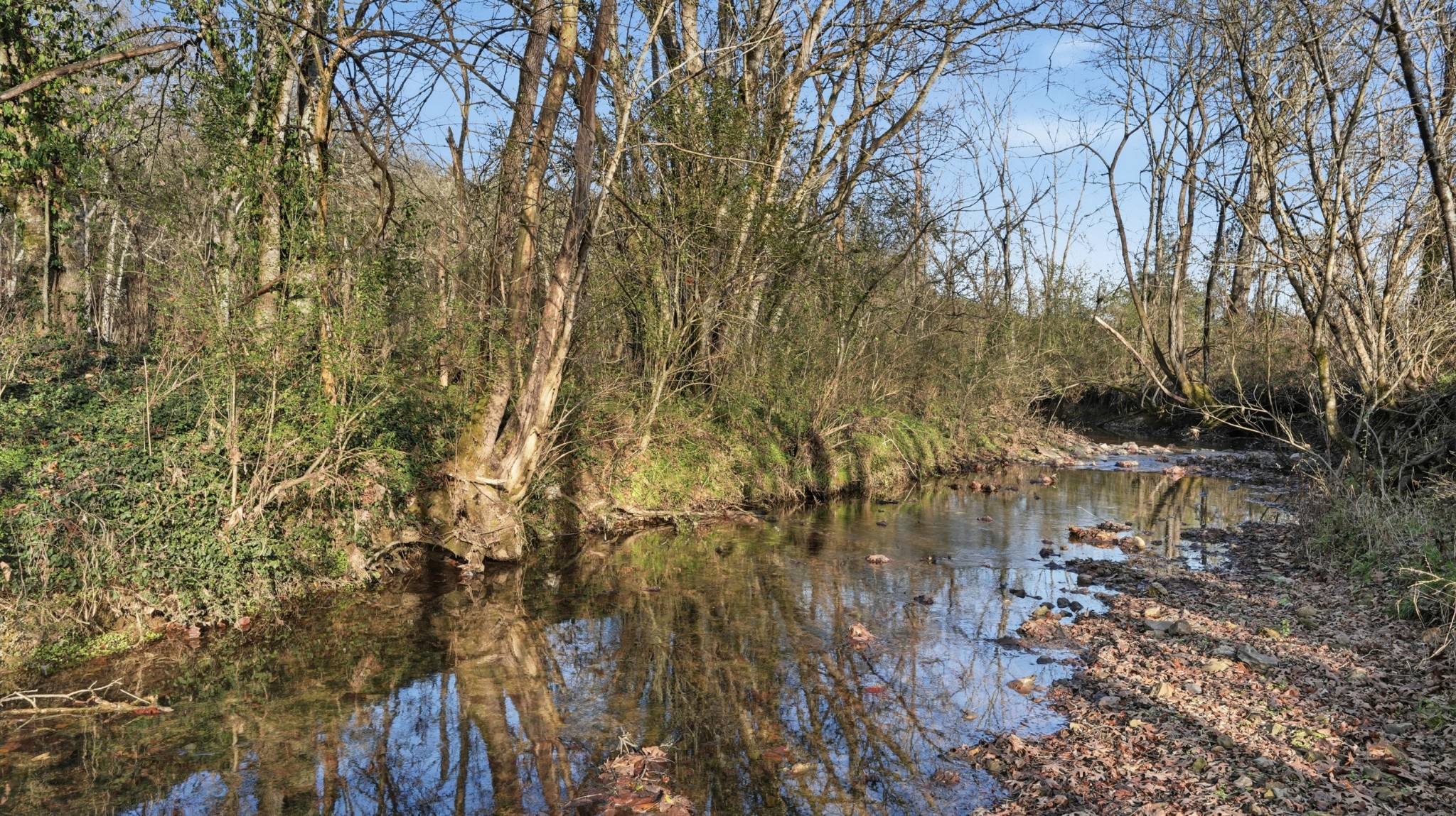 0 Charity Road Fayetteville, TN 37334 - Photo 11 of 16 a view of a lake with a tree