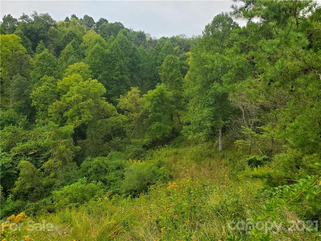 4580 Little Pine Road Marshall, NC 28753 - Photo 38 of 39 a view of a lush green forest