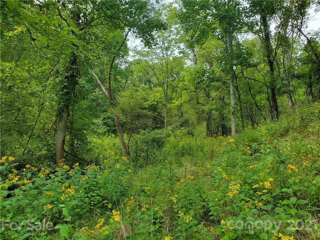 4580 Little Pine Road Marshall, NC 28753 - Photo 39 of 39 a view of a lush green forest