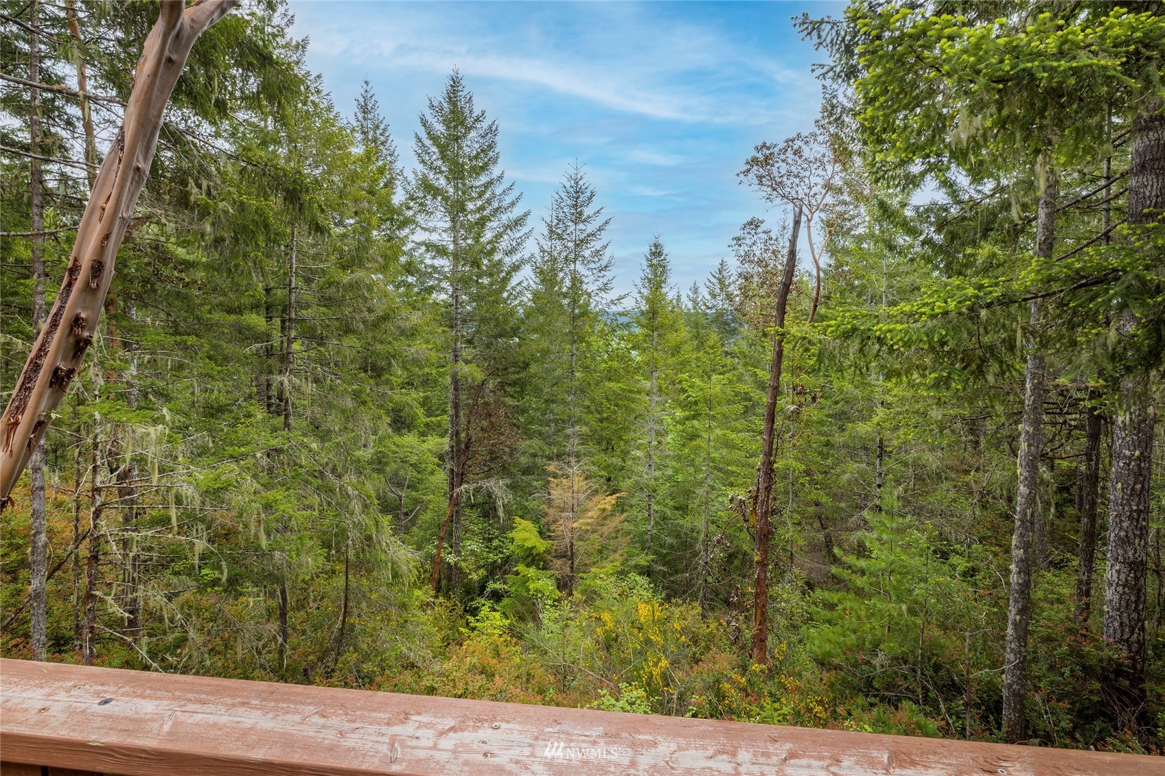 1630 Northeast Hurd Road Belfair, WA 98528 - Photo 16 of 28 a view of a forest from a window