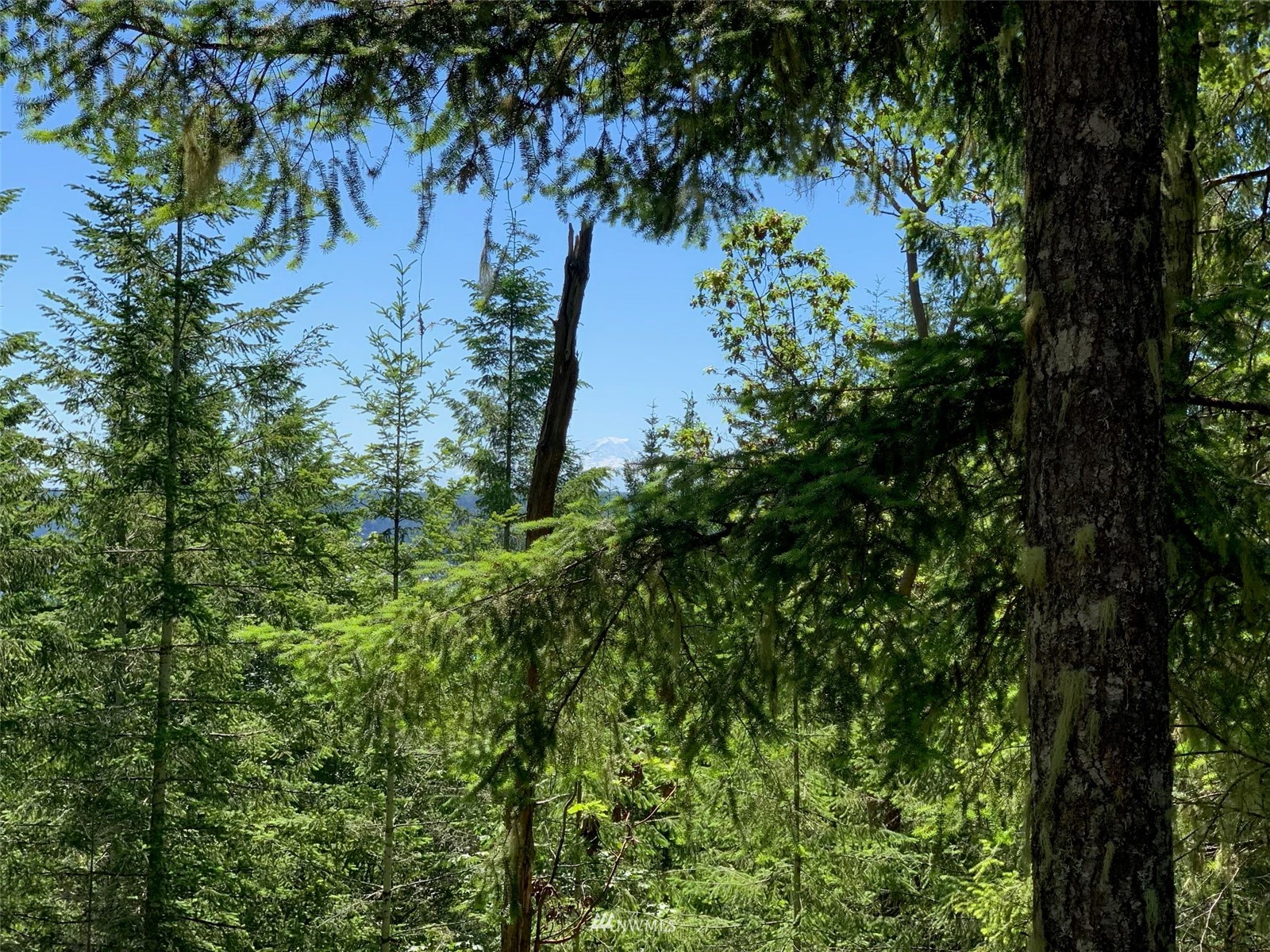 1630 Northeast Hurd Road Belfair, WA 98528 - Photo 26 of 28 a view of a tree in a garden