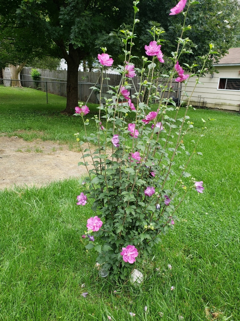 67 Stratford Road Montgomery, IL 60538 - Photo 30 of 33 a small yard and potted plants