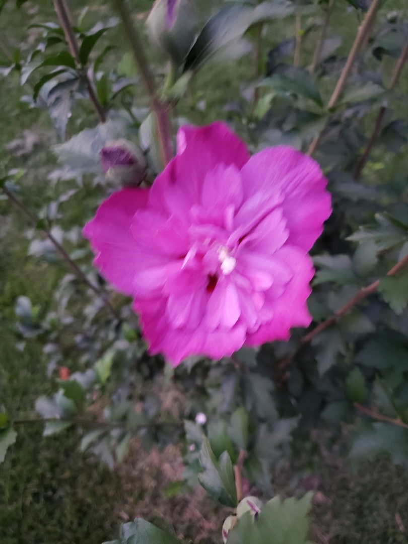 67 Stratford Road Montgomery, IL 60538 - Photo 31 of 33 a view of a flower