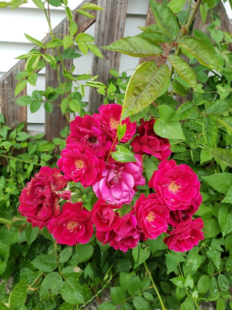 67 Stratford Road Montgomery, IL 60538 - Photo 32 of 33 a view of a flower