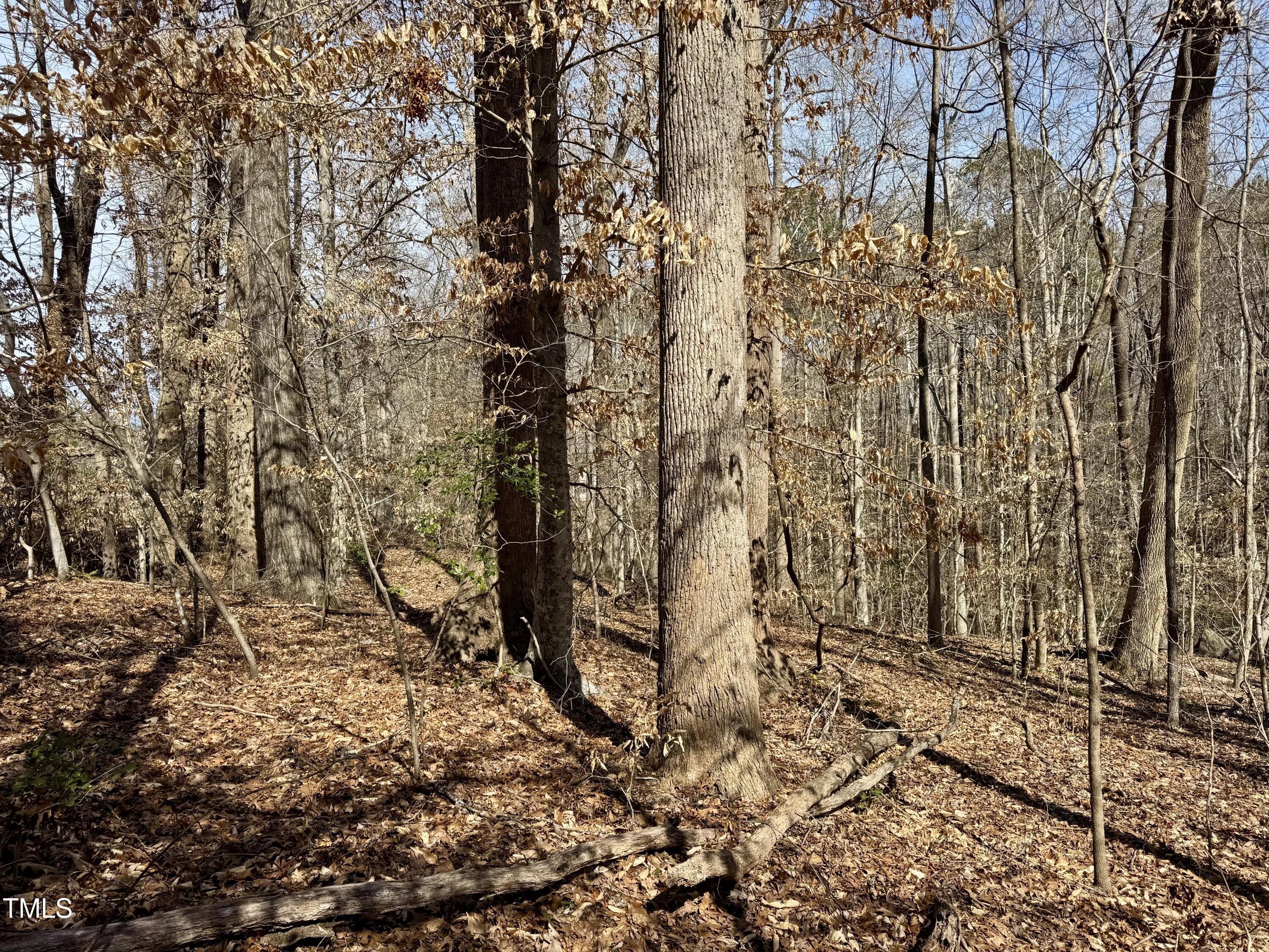 12420 Creedmoor Road Raleigh, NC 27614 - Photo 5 of 11 Mix of trees