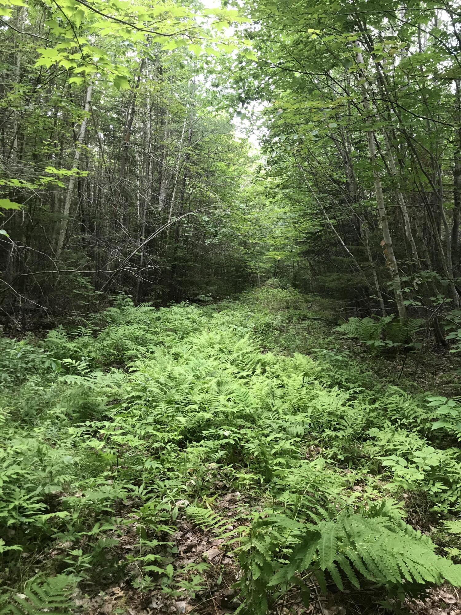 Tbd Millay Hill Road Kingfield, ME 04947 - Photo 16 of 20 Ferns heading onto property