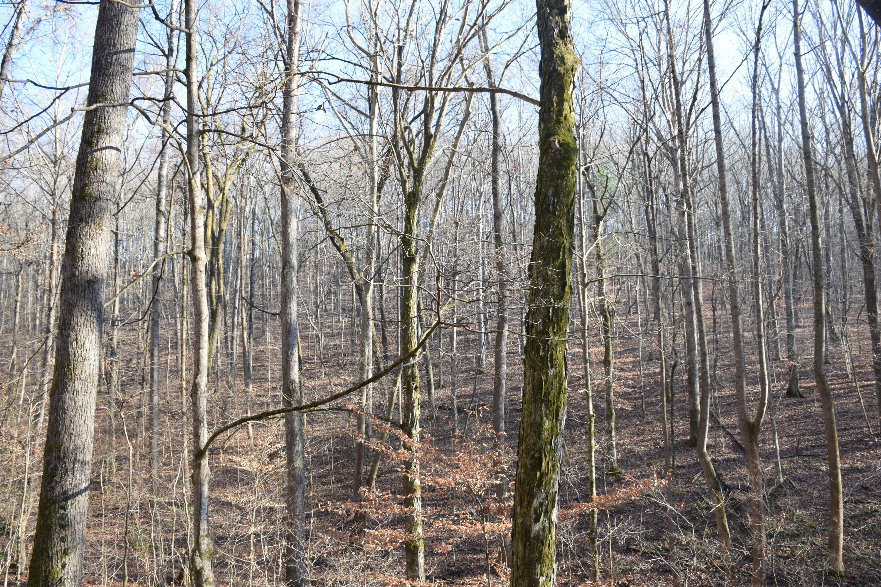260 Deer Run Ridge Road Kingston, TN 37763 - Photo 2 of 4 2020-12-13 16.36.27