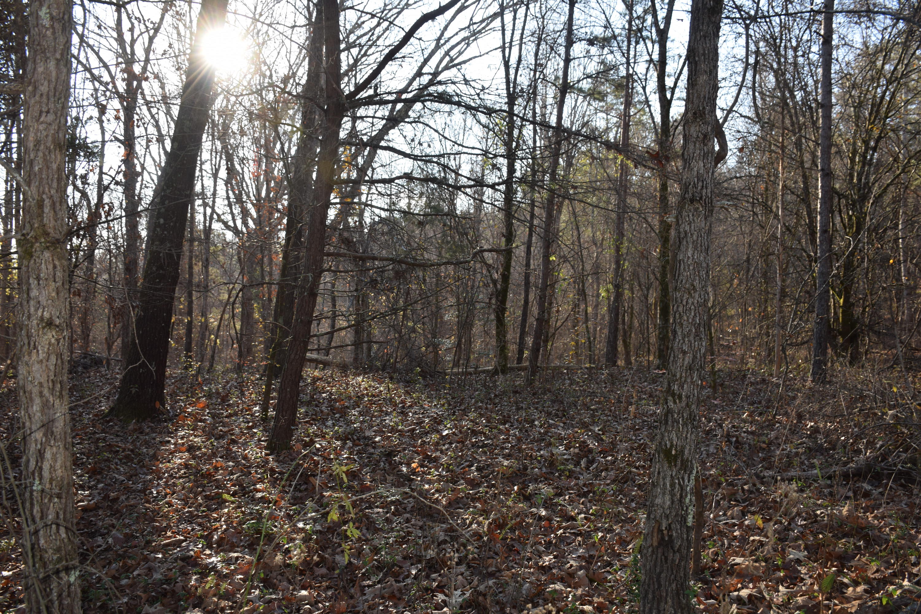 260 Deer Run Ridge Road Kingston, TN 37763 - Photo 3 of 4 2020-12-13 16.52.40