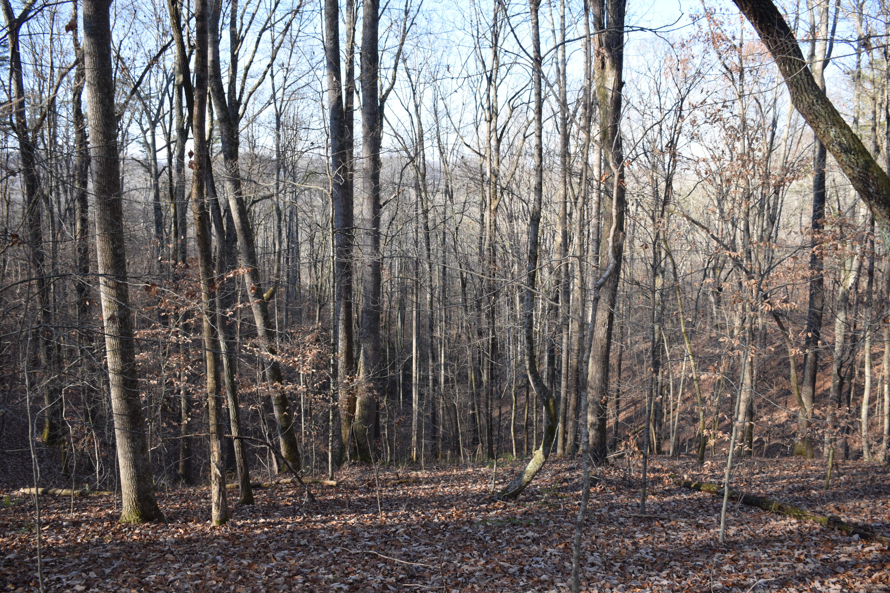 260 Deer Run Ridge Road Kingston, TN 37763 - Photo 4 of 4 2020-12-13 16.22.34