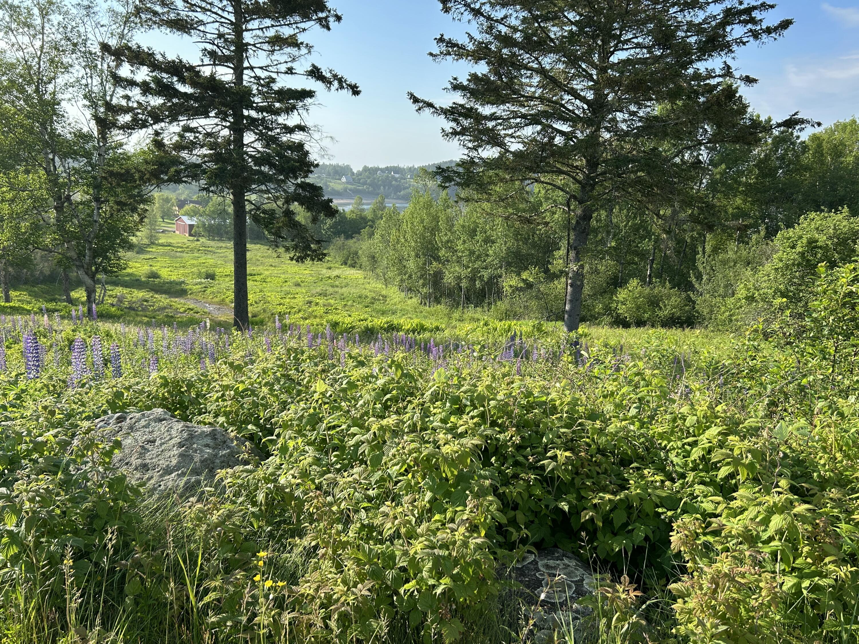 27 Redoubt Hill Road Eastport, ME 04631 - Photo 4 of 6 IMG_3026 2