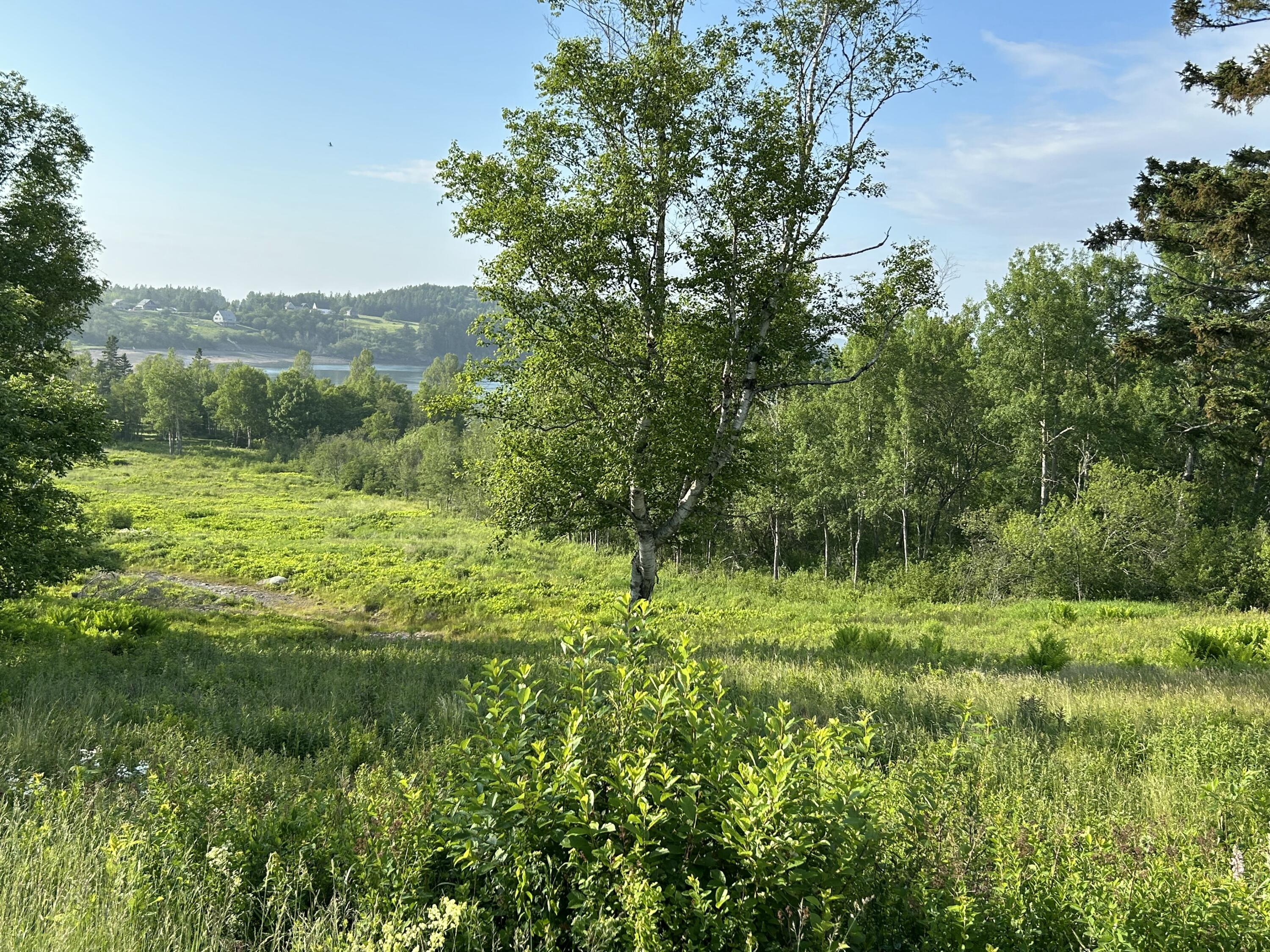 27 Redoubt Hill Road Eastport, ME 04631 - Photo 5 of 6 Open Field