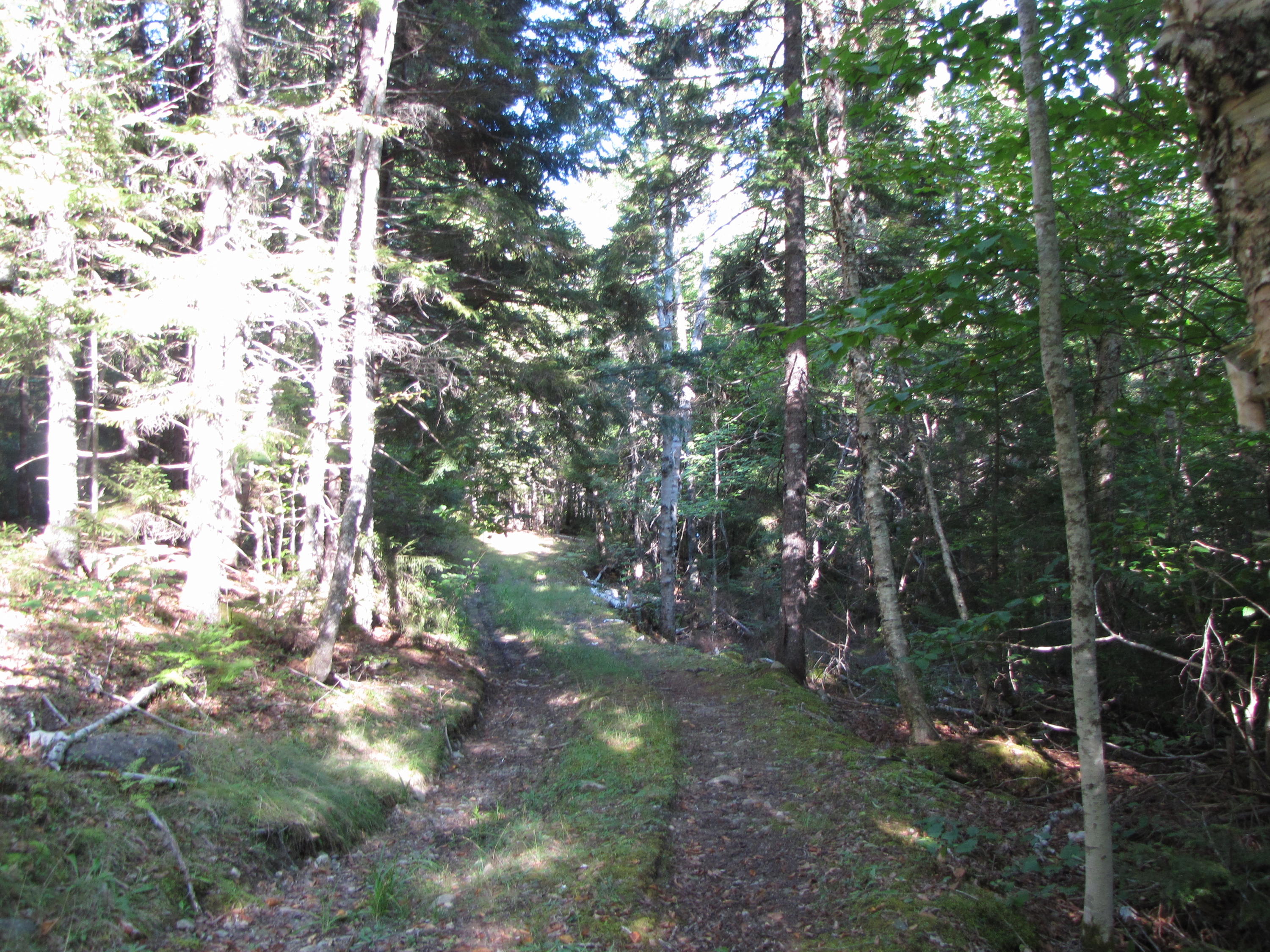 Lot 28 Halls Mills Road Whiting, ME 04691 - Photo 15 of 29 IMG_1133